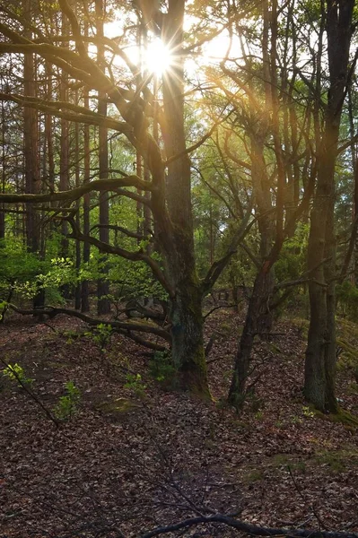 Solstråle Genom Träd Skog Vid Solnedgången — Stockfoto