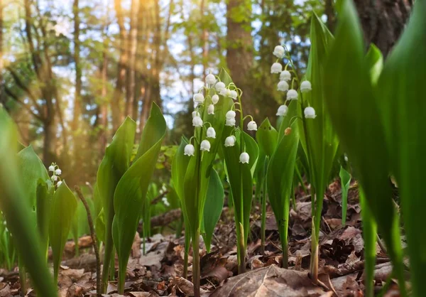 Лілія Долини Convallaria Majalis Квіти Цвітуть Лісі Під Час Весни — стокове фото