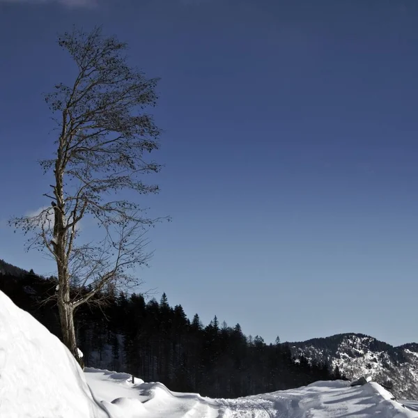 Ein Hoher Baum Mit Wald Und Bergen Hintergrund Winter — Stockfoto