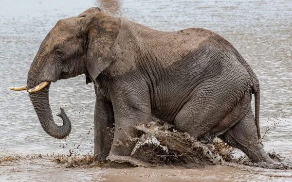 Ein Schmutziger Elefant Der Tagsüber Einem See Sonnenlicht Schwimmt Mit — Stockfoto