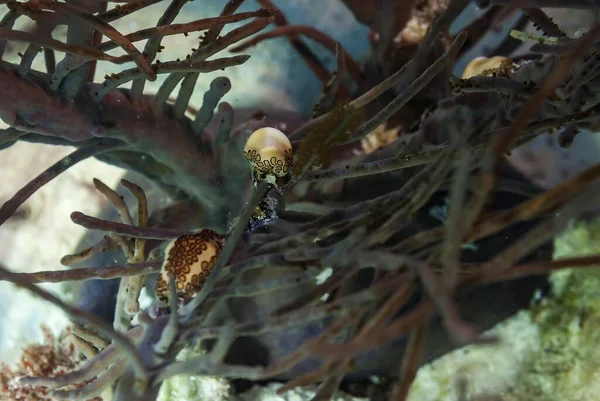 Primo Piano Lingua Fenicottero Una Verdeggiante Canna Mare Porosa Corallo — Foto Stock