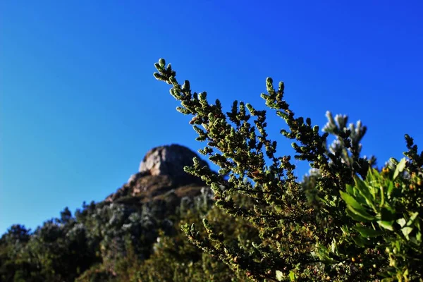 Tiro Seletivo Foco Ramos Árvore Florescendo Uma Montanha Borrada Fundo — Fotografia de Stock