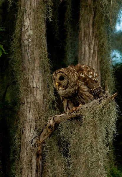 Close Image Barred Owl Perched Branch South Carolina Swamp Spanish — Stock Photo, Image