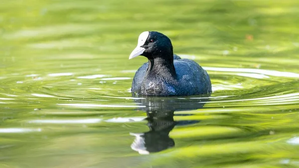 Ένα Κοντινό Πλάνο Ενός Μαύρου Πουλιού Που Κολυμπά Στη Λίμνη — Φωτογραφία Αρχείου
