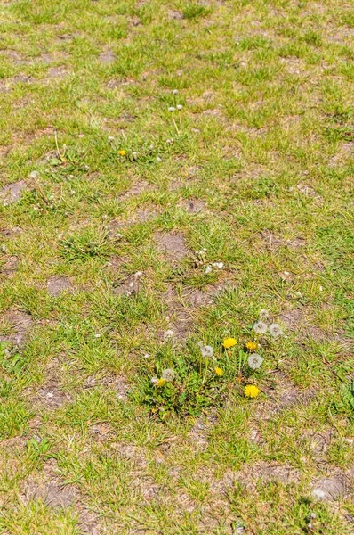 High Angle Shot Common Dandelions Surrounded Grass — Stock Photo, Image