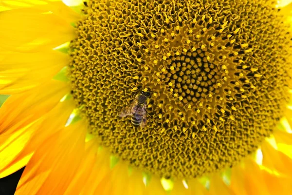 Крупный План Пчелы Подсолнухе Поле Солнечным Светом Идеально Подходит Обоев — стоковое фото