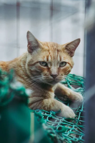 Zrzavá Kočka Ležící Rybářské Síti — Stock fotografie