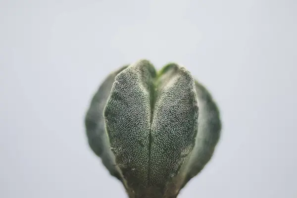 Primo Piano Cactus Isolato Uno Sfondo Bianco — Foto Stock