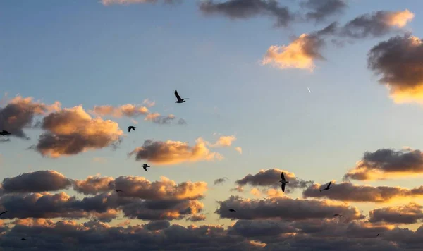 Πουλιά Που Πετούν Στον Ουρανό Κατά Διάρκεια Του Ηλιοβασιλέματος — Φωτογραφία Αρχείου