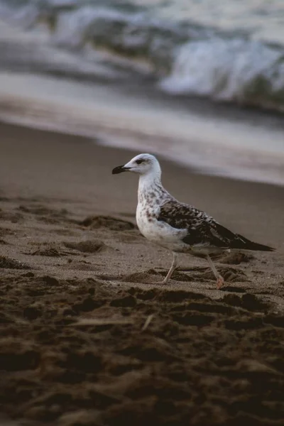 Gaviota Playa Arena — Foto de Stock