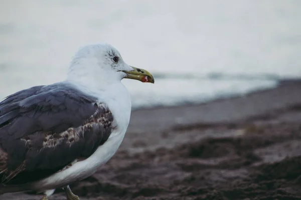 Closeup Shot European Herring Gull Coast — Stock Photo, Image