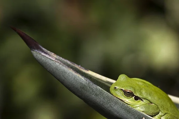 나뭇잎에 지중해 개구리의 모습을 배경이 흐릿하게 보이는 — 스톡 사진