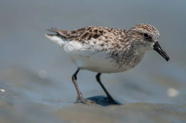 Low Pov Close Shore Bird Sanderling Charleston South Carolina Beach — 스톡 사진