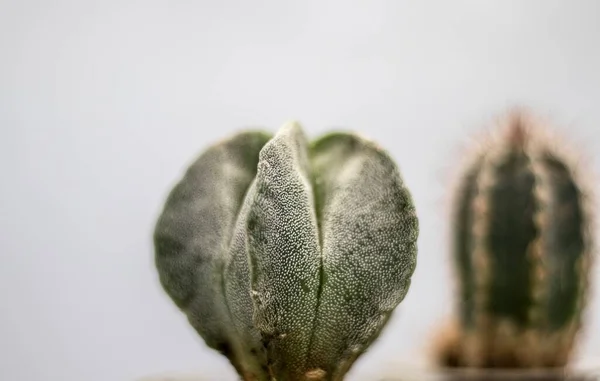 Las Dos Plantas Cactus Habitación Blanca — Foto de Stock