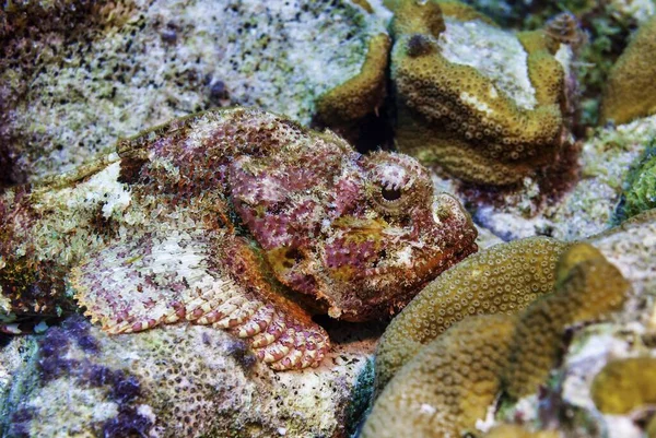 Egy Álcázott Foltos Skorpió Korallon — Stock Fotó