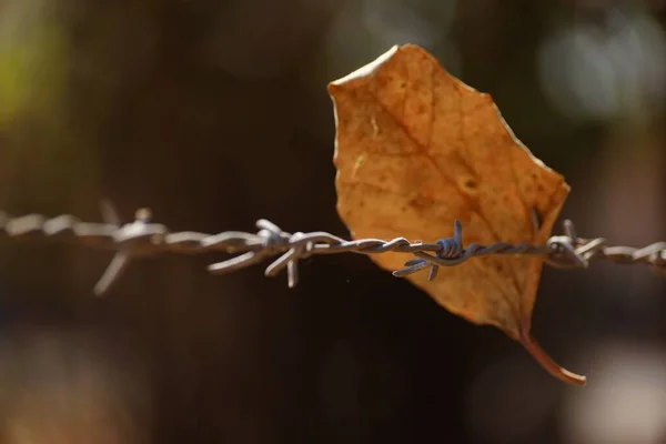 古い鉄条網に茶色の葉のクローズアップショット — ストック写真
