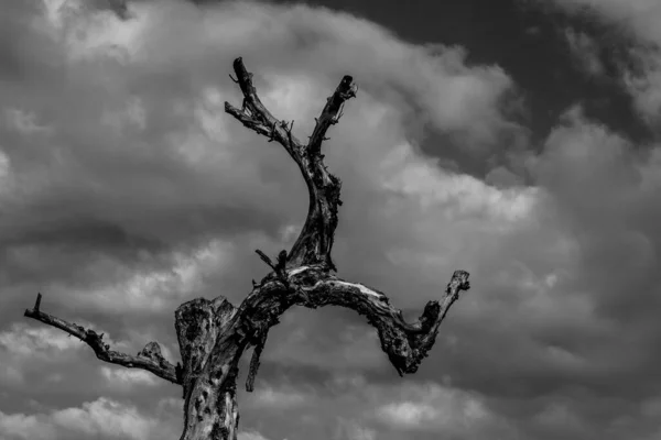 Ett Gråskaleskott Död Trädstam Mot Den Molniga Himlen — Stockfoto