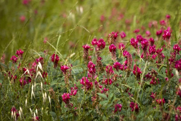 Tiro Hipnotizante Das Lindas Flores Silvestres Cor Rosa Florescendo Campo — Fotografia de Stock