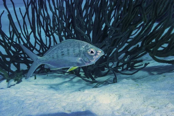 Жовтенький Риба Можарра Плаває Морі — стокове фото