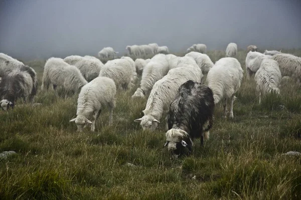 Herd Grazing Sheep Field Covered Grass Fog Daytime — Stock Photo, Image