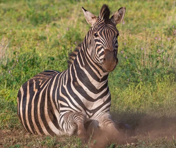 Zebra Leżąca Ziemi Pokryta Zielenią Pod Słońcem Rozmytym Tłem — Zdjęcie stockowe