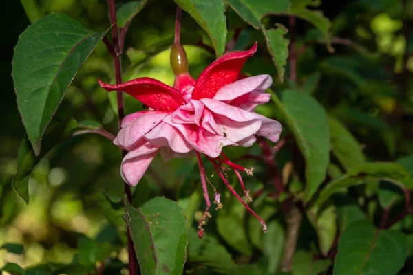 庭の美しいピンクの花のクローズアップショット — ストック写真