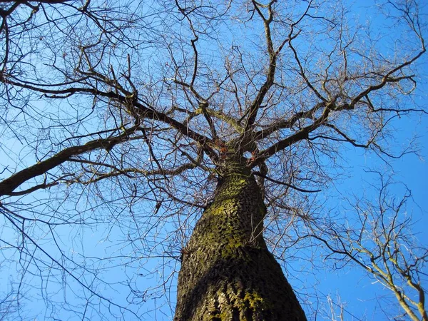 Tiro Ângulo Baixo Uma Árvore Nua Floresta Com Céu Azul — Fotografia de Stock