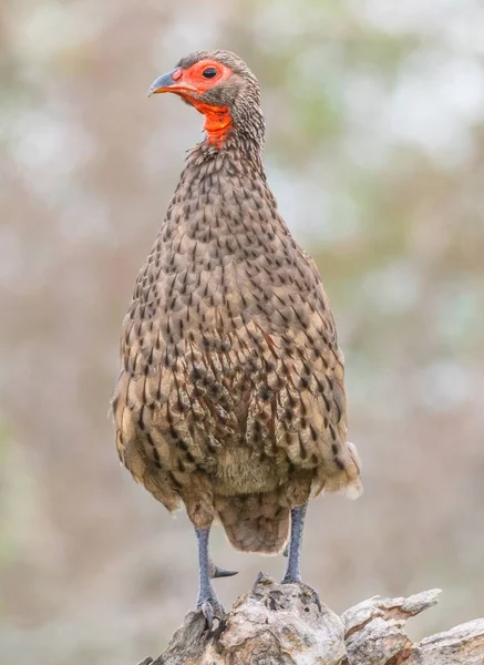 Egy Függőleges Lövés Egy Swainson Féle Spurfowl Állva Alatt Napfény — Stock Fotó