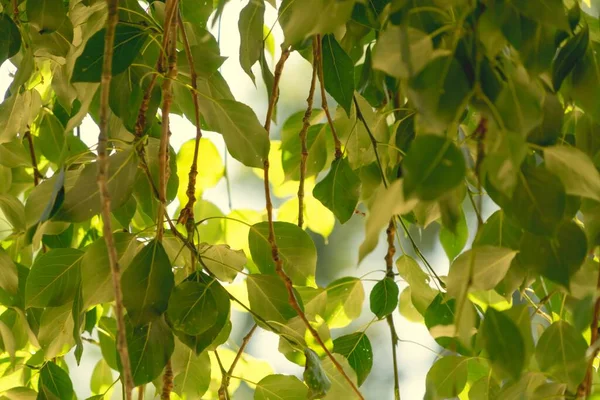 Tiro Close Folhas Verdes Uma Árvore Sob Luz Solar — Fotografia de Stock