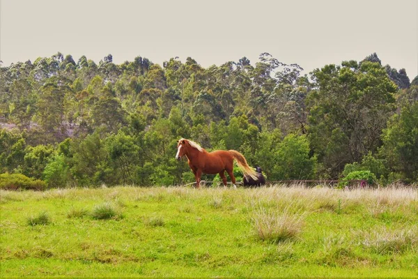 Una Vista Panoramica Bellissimo Cavallo Rosso Campo Alla Luce Del — Foto Stock