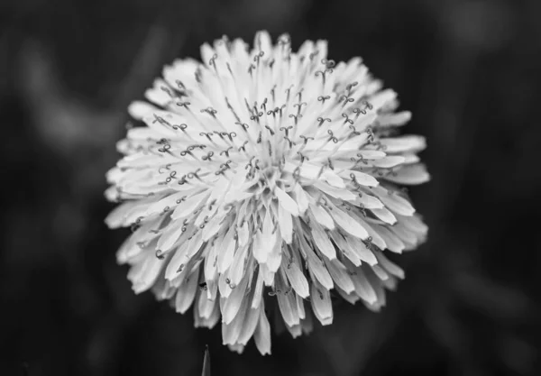 黒の背景にタンポポの花の灰色のショット — ストック写真