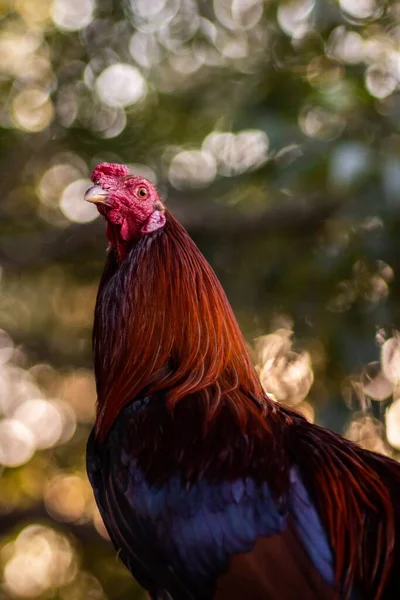 Closeup Vertical Shot Brown Rooster — Stock Photo, Image