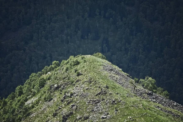 Colpo Ipnotizzante Del Bellissimo Paesaggio Con Alberi Verdi — Foto Stock