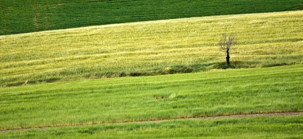 Belo Campo Trigo Hipnotizante Entre Vegetação — Fotografia de Stock