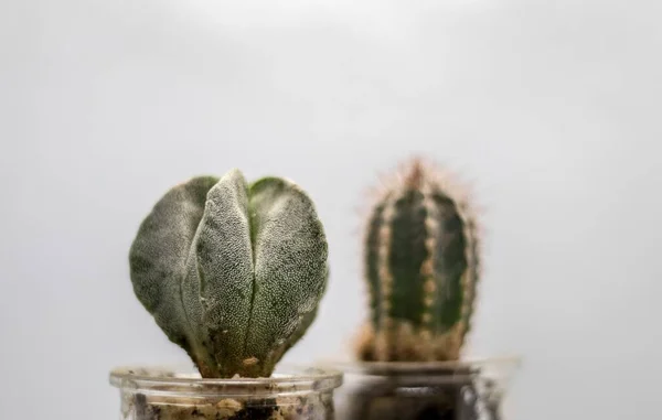 Les Deux Plantes Cactus Dans Chambre Blanche — Photo