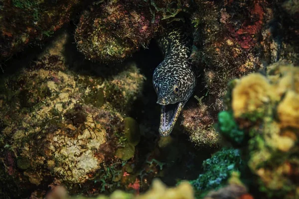 Siyah Benekli Yılanbalığının Yakın Çekimi — Stok fotoğraf