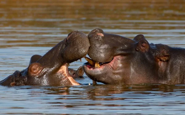 Deux Hippopotames Battant Dans Lac Sous Lumière Soleil Avec Fond — Photo