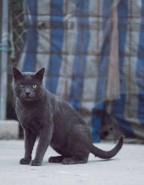 一只瞎了眼睛的黑猫紧张地凝视着 — 图库照片