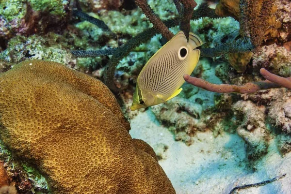 Egy Tüskés Pillangóhal Közelsége Korallból Táplálkozva — Stock Fotó