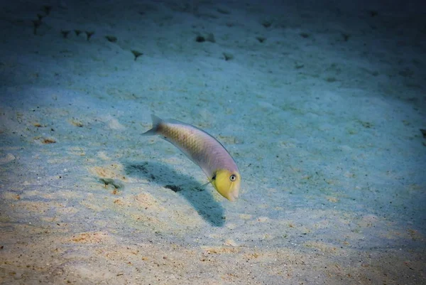 Een Close Shot Van Een Mooie Rooskleurige Scheermesvis Zwemmen Zee — Stockfoto