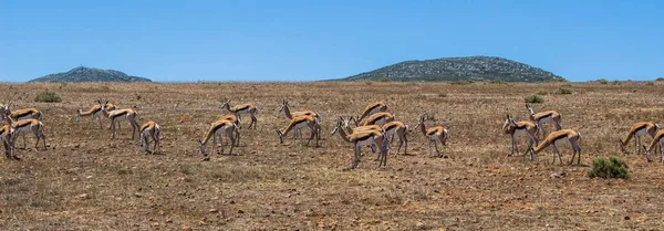 Egy Adag Antilop Áll Eszik Mező Közepén — Stock Fotó