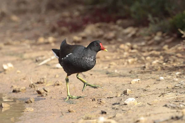 Obyvatelský Dospělý Slepice Obecná Gallinula Chloropus Procházky Otevřeném Prostranství Břehu — Stock fotografie