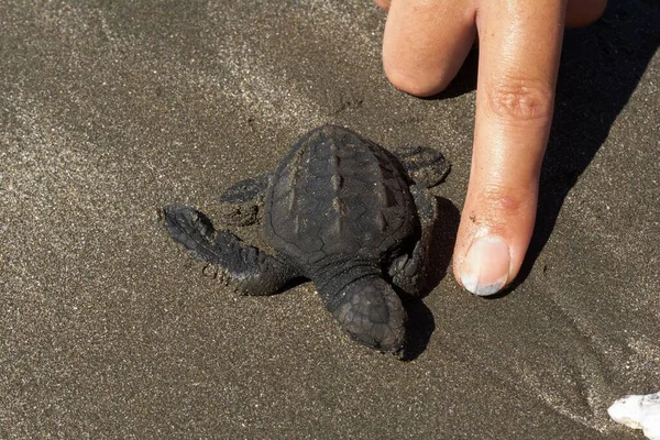 Primer Plano Una Pequeña Tortuga Marina Camino Hacia Mar — Foto de Stock