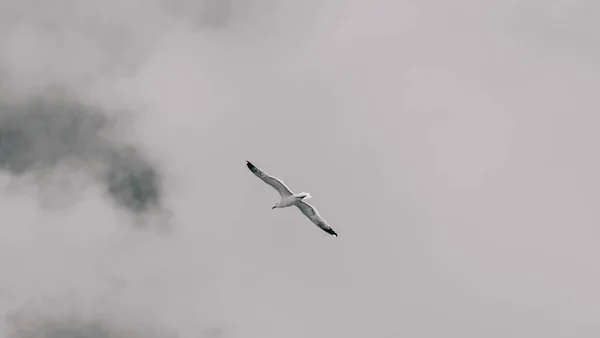 Een Meeuw Die Bewolkte Lucht Vliegt — Stockfoto