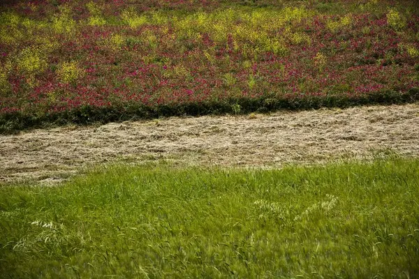 美丽的粉红野花在田野里盛开 迷人的镜头 — 图库照片