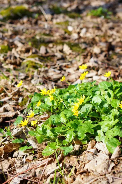 Las Flores Amarillas Crecen Cerca Las Hojas Secas Caídas — Foto de Stock