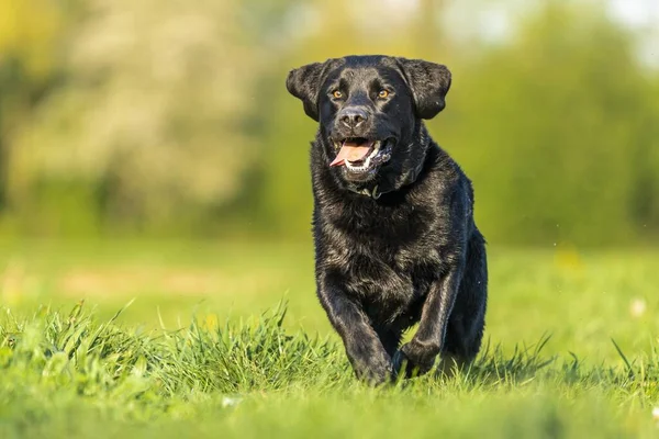 Nahaufnahme Eines Schwarzen Labradors Der Gras Spielt Umgeben Von Viel — Stockfoto