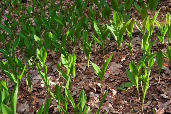 Lilja Dalen Convallaria Majalis Blommor Blommar Skogen Våren — Stockfoto