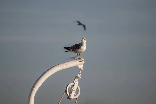 Enfoque Selectivo Chorlito Gris Parado Una Grúa Blanca —  Fotos de Stock