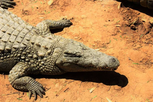 Eine Hochwinkelaufnahme Eines Nilkrokodils Das Tagsüber Unter Dem Sonnenlicht Auf — Stockfoto